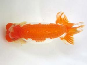 豊橋優遊会　東取締　古川伸二　蒲郡