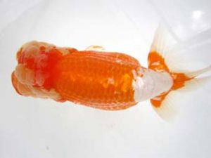 豊橋優遊会　東大関　杉浦久敏　豊橋