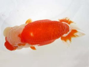 豊橋優遊会　西大関　沢田光孝　半田