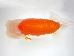 豊橋優遊会　立行司　福井利夫　豊橋