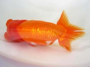 豊橋優遊会　東取締　沢田光孝　半田