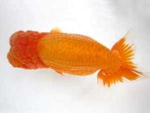 豊橋優遊会　西取締　杉浦久敏　豊橋