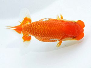 山梨錦城会　東大関　小山徹志　山梨