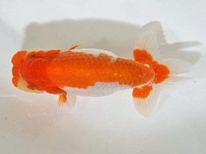 山梨錦城会　西大関　小山徹志　山梨