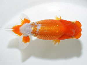 山梨錦城会　立行司　小山徹志　山梨