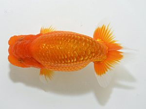 山梨錦城会　取締二　鈴木友来　岐阜