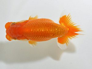 山梨錦城会　東大関　小山徹志　山梨