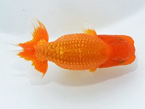 山梨錦城会　西大関　齋藤宏典　静岡