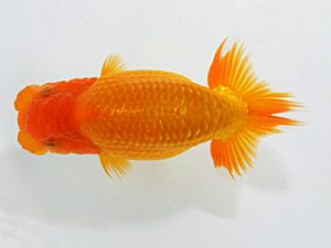 山梨錦城会　立行司　鈴木友来　岐阜