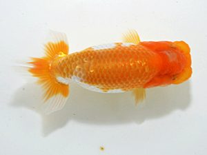 山梨錦城会　取締一　平野良則　山梨