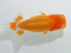 山梨錦城会　取締二　小林　哲　長野