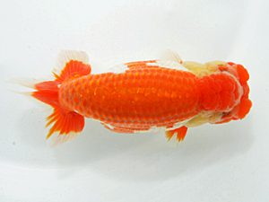 山梨錦城会　東大関　小山徹志　山梨