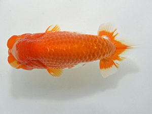 山梨錦城会　西大関　庄村　清　山梨