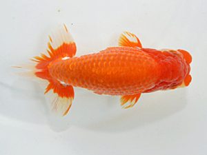 山梨錦城会　立行司　小山徹志　山梨