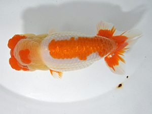 山梨錦城会　取締一　小山徹志　山梨