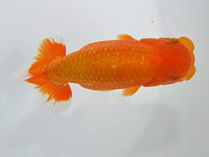 山梨錦城会　取締二　杉浦憲治　長野