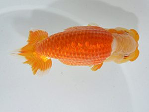 山梨錦城会　東大関　志村雄二　山梨