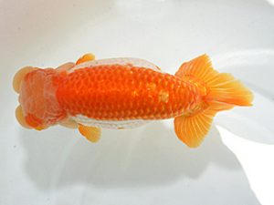 山梨錦城会　西大関　庄村　清　山梨