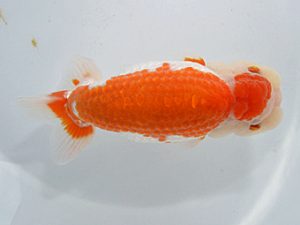 山梨錦城会　立行司　木暮　實　長野