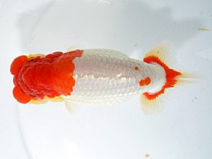 山梨錦城会　取締一　小山徹志　山梨