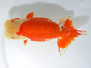 山梨錦城会　取締二　小山徹志　山梨