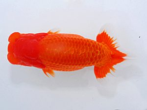 横浜観魚会 東大関 吉野美文 横浜観魚会 東大関 吉野美文