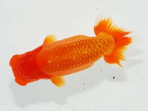 横浜観魚会 勧進元一 小澤忠幸 横浜観魚会 勧進元一 小澤忠幸