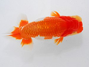 横浜観魚会 行司一 齋藤一成 横浜観魚会 行司一 齋藤一成