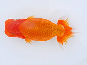 横浜観魚会 行司二 津島洋介 横浜観魚会 行司二 津島洋介