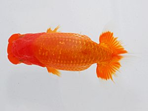 横浜観魚会 行司三 古鳥敏明 横浜観魚会 行司三 古鳥敏明