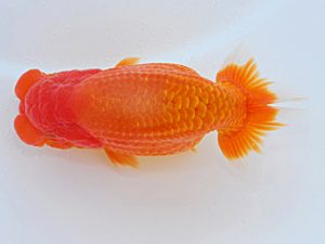 横浜観魚会 脇行司二 山口広隆 横浜観魚会 脇行司二 山口広隆