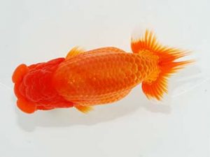 横浜観魚会 西大関 吉野美文 横浜観魚会 西大関 吉野美文