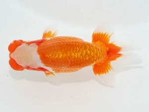 横浜観魚会 立行司 安藤 寛 横浜観魚会 立行司 安藤 寛