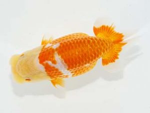 横浜観魚会 取締一 鈴木友来 横浜観魚会 取締一 鈴木友来