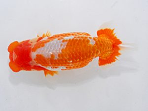 横浜観魚会 取締二 鈴木友来 横浜観魚会 取締二 鈴木友来