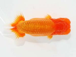 横浜観魚会 東関脇 瀬野正樹 横浜観魚会 東関脇 瀬野正樹