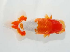 横浜観魚会 西関脇 吉村友良 横浜観魚会 西関脇 吉村友良