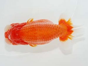 横浜観魚会 東大関 大久保義彰 横浜観魚会 東大関 大久保義彰