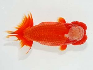 横浜観魚会 勧進元一 篠 孝利 横浜観魚会 勧進元一 篠 孝利