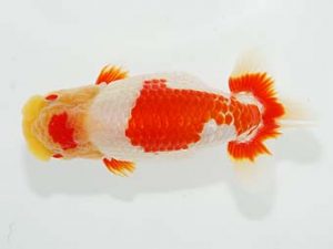 横浜観魚会 勧進元二 目黒康弘 横浜観魚会 勧進元二 目黒康弘