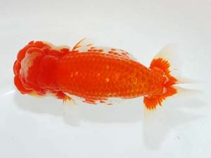 横浜観魚会 行司一 篠 孝利 横浜観魚会 行司一 篠 孝利