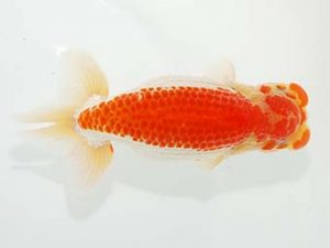 横浜観魚会 行司二 鳴海 満 横浜観魚会 行司二 鳴海 満