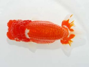 横浜観魚会 行司三 竹之内博幸 横浜観魚会 行司三 竹之内博幸