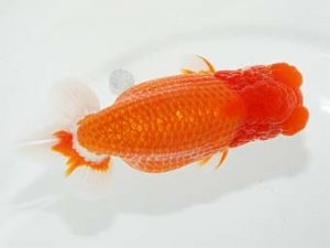 横浜観魚会 脇行司二 三宅雅也 横浜観魚会 脇行司二 三宅雅也