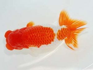 横浜観魚会 立行司 齋藤一成 横浜観魚会 立行司 齋藤一成