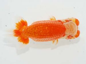 横浜観魚会 取締一 目黒康弘 横浜観魚会 取締一 目黒康弘