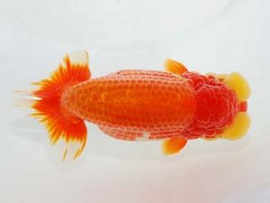 横浜観魚会 取締二 目黒康弘 横浜観魚会 取締二 目黒康弘