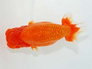 横浜観魚会 西関脇 大久保義彰 横浜観魚会 西関脇 大久保義彰