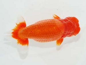 横浜観魚会 東小結 大渕 功 横浜観魚会 東小結 大渕 功