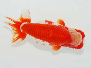 横浜観魚会 西小結 安田英一 横浜観魚会 西小結 安田英一